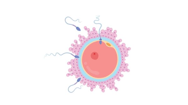 Endométriose, fibrome, SOPK et fertilité. Approche ostéopathique intégrative. Claudia Béland inf.,D.O.